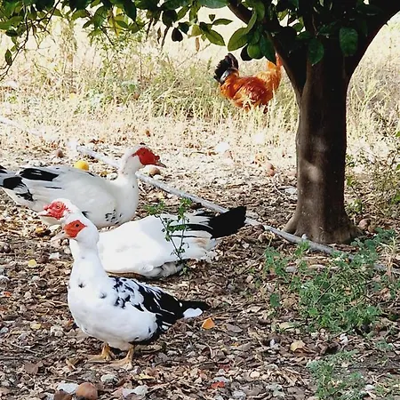 Kavalino * Kolymbia